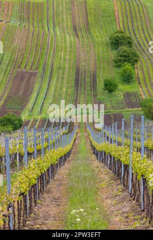 Vignoble de printemps près de Cejkovice, Moravie du Sud, République tchèque Banque D'Images