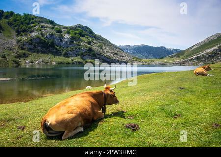 Vaches autour du lac énol à Covadonga, Picos de Europa, Asturies, Espagne Banque D'Images