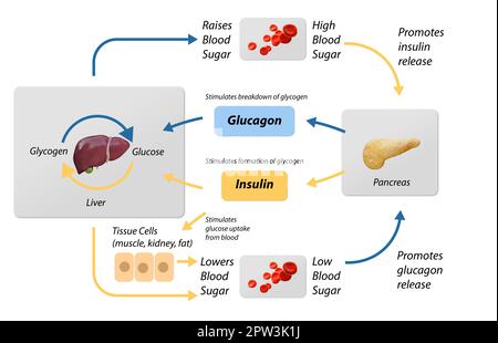 Illustration de la régulation de la glycémie. Schéma de cycle de processus étiqueté. Schéma éducatif du foie et du pancréas avec absorption et breakdow de stimulation du glucose Banque D'Images