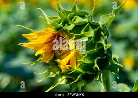 Tournesol avec une abeille volante sous le soleil d'été (Helianthus annuus) Banque D'Images