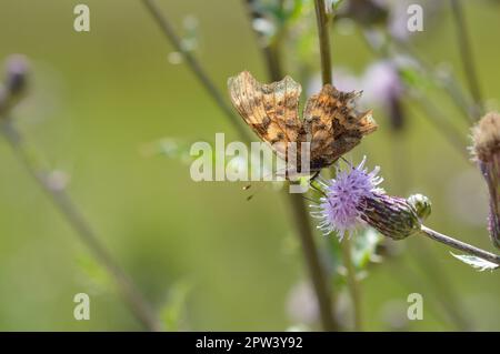 Fleur de chardon avec un C-album Polygonia, papillon virgule dans la nature gros plan. Papillon brun sur une fleur sauvage pourpre et piquant sur fond vert nature. Banque D'Images