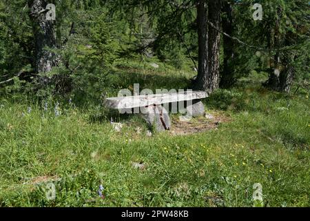 Ancien banc massif sur le bord de la forêt II Banque D'Images