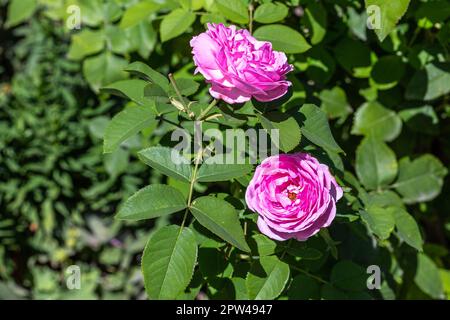Le rosy Splendid s'est levé dans sa fleur maximale Banque D'Images