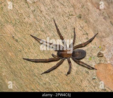 L'araignée Hacklemesh Weaver (Metaltella simoni) chasse aux proies des insectes sur un myrte de crêpe la nuit à Houston, au Texas. Banque D'Images