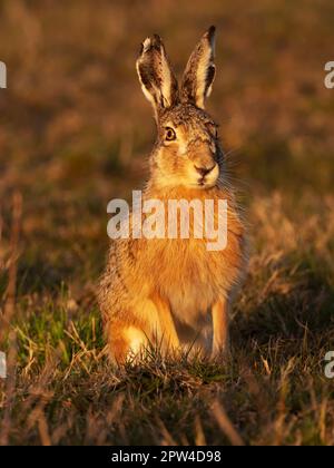 Wangerooge, Allemagne. 11th avril 2023. 11.04.2023, Wangerooge. Un lièvre brun (Lepus europaeus) se trouve sur un marais salé de l'île de Wangerooge, en mer du Nord. Crédit: Wolfram Steinberg/dpa crédit: Wolfram Steinberg/dpa/Alay Live News Banque D'Images