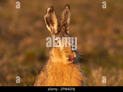 Wangerooge, Allemagne. 11th avril 2023. 11.04.2023, Wangerooge. Un lièvre brun (Lepus europaeus) se trouve sur un marais salé de l'île de Wangerooge, en mer du Nord. Crédit: Wolfram Steinberg/dpa crédit: Wolfram Steinberg/dpa/Alay Live News Banque D'Images