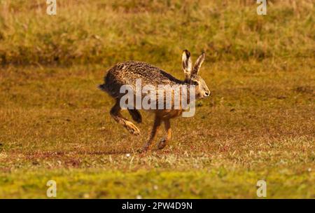 Wangerooge, Allemagne. 11th avril 2023. 11.04.2023, Wangerooge. Un lièvre brun (Lepus europaeus) traverse une prairie sur l'île de Wangerooge, en mer du Nord. Crédit: Wolfram Steinberg/dpa crédit: Wolfram Steinberg/dpa/Alay Live News Banque D'Images