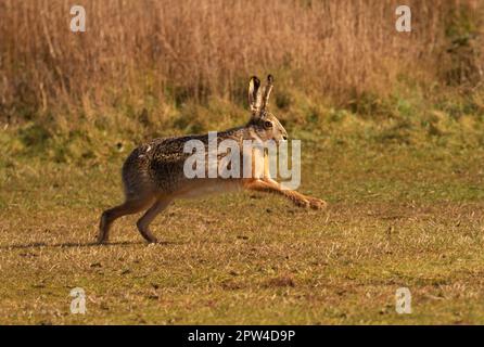 Wangerooge, Allemagne. 11th avril 2023. 11.04.2023, Wangerooge. Un lièvre brun (Lepus europaeus) traverse une prairie sur l'île de Wangerooge, en mer du Nord. Crédit: Wolfram Steinberg/dpa crédit: Wolfram Steinberg/dpa/Alay Live News Banque D'Images