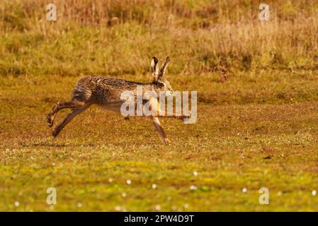 Wangerooge, Allemagne. 11th avril 2023. 11.04.2023, Wangerooge. Un lièvre brun (Lepus europaeus) traverse une prairie sur l'île de Wangerooge, en mer du Nord. Crédit: Wolfram Steinberg/dpa crédit: Wolfram Steinberg/dpa/Alay Live News Banque D'Images