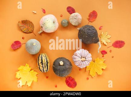 Vue de dessus de petits citrouilles mûres et de feuilles d'automne garrées disposés en cercle sur fond orange Banque D'Images