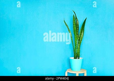 Plante Sansevieria ou plante de serpent en pot et concept de jardin, Sansevieria trifasciata, Asparagaceae Banque D'Images