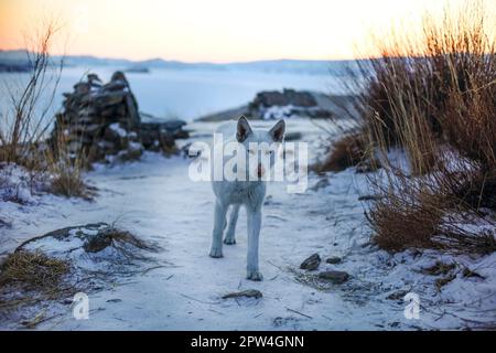 Loup en forêt d'hiver, nature sauvage du nord, paysage du lac Baikal en soirée avec animaux Banque D'Images