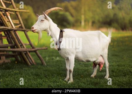 Chèvre debout sur une ferme pré. Photo de côté. Banque D'Images