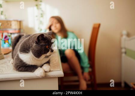 Gros plan sur un chat domestique mignon et bien entretenu. L'animal de compagnie est assis sur la table de la chambre. Flou défoqué blanc jeune fille comme arrière-plan. Copier l'espace Banque D'Images