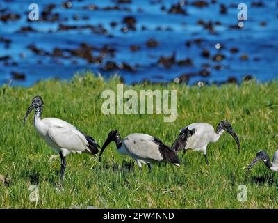 Groupe d'ibis sacrés africains (Threskiornis aethiopicus) dans le parc national du Cap de bonne espérance, le Cap, Afrique du Sud Banque D'Images