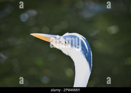 Héron gris en portrait. Image détaillée de l'oiseau. Photo d'animal de la nature. Photo d'un parc Banque D'Images