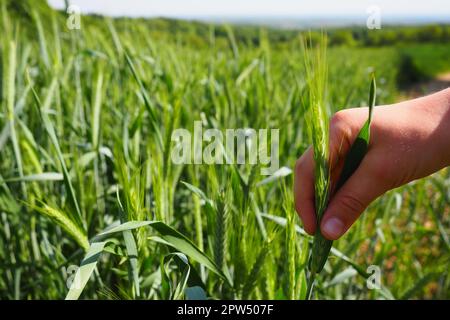 Main humaine sur le fond d'un champ de blé. Main d'un garçon touchant de jeunes plants de céréales. Protéger les plantes contre les ravageurs et accroître les rendements. Agricul Banque D'Images