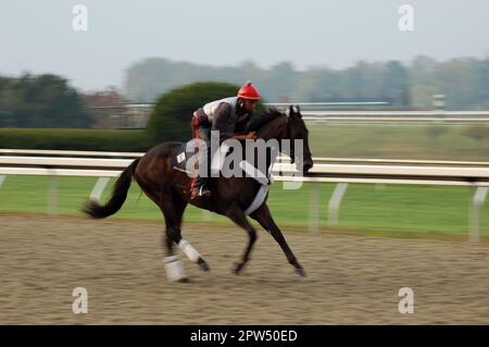 Un jockey emmène son cheval de course pur-sang dans les exercices du matin et s'entraîner avant une rave à l'hippodrome Keeneland dans le Kentucky Banque D'Images