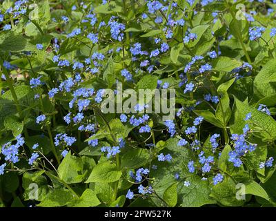 Gedenkemein, Omphalodes verna ist eine Bodendeckerpflanze im Fruejahr mit schoenen blauen Blueten. N'oubliez pas qu'Omphalodes verna est une plante de couverture de sol Banque D'Images