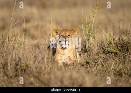 La lioness se trouve parmi les plantes verdoyantes au soleil Banque D'Images