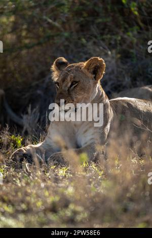 La lioness se trouve sur l'herbe à côté de la brousse Banque D'Images