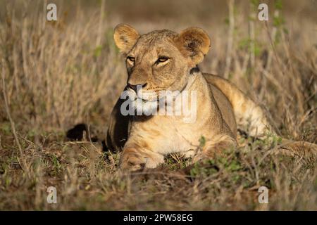 La lioness se trouve sur l'herbe sous le soleil Banque D'Images