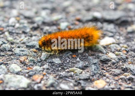 Un gros insecte de caterpillar doux et poilu brun rampant sur l'herbe du sol à la digue de Weddewarden à Bremerhaven en Allemagne. Banque D'Images