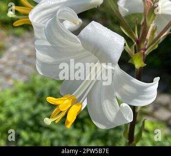 Madonnen-Lilie, Madonnenlie oder Weisse Lilie ist eine Art der Gattung der Lilien und eine wichtige Heilpflanze. Madonna Lily, Madonna Lily ou White Banque D'Images