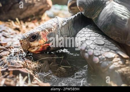 Pied rouge Tortue dans la nature. La tortue à pieds rouges (Chelonoidis carbonarius) est une espèce de tortue du nord de l'Amérique du Sud. Banque D'Images