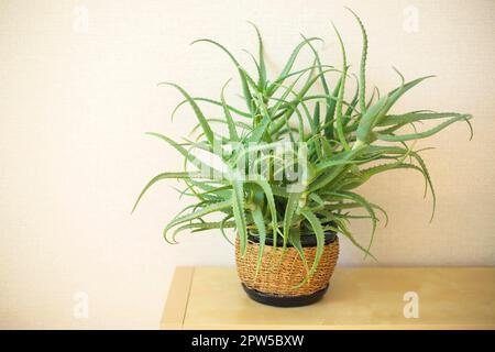 Plante de maison en pot de vera d'aloès sur la table contre le mur beige. Plante verte succulente dans un pot en osier intérieur. Verdure dans le design intérieur. Plantcare et à la maison Banque D'Images