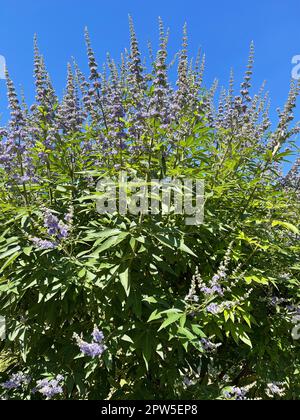 Moenchspfeffer, Vitex agnus ist eine wichtige Heilpflanze und wird auch in der Medizin verwendet. Moenchspfeffer, Vitex agnus est un medicina important Banque D'Images