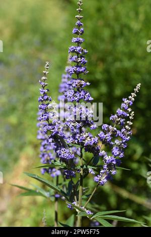 Moenchspfeffer, Vitex agnus ist eine wichtige Heilpflanze und wird auch in der Medizin verwendet. Moenchspfeffer, Vitex agnus est un medicina important Banque D'Images