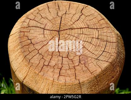 Jahresringe sind die Wachsturinge sringe eines Baumes im Querschnitt. Les anneaux annuels sont les anneaux de croissance d'un arbre en coupe transversale. Banque D'Images