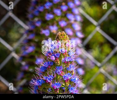 Gros plan d'une fleur en fleurs provenant d'une plante de la fierté de Madère (Echium candicans) au réservoir du lac Hollywood à Los Angeles, CA. Banque D'Images