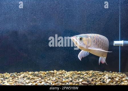 Le poisson arowana dans le cabinet. C'est un poisson charmant. Banque D'Images