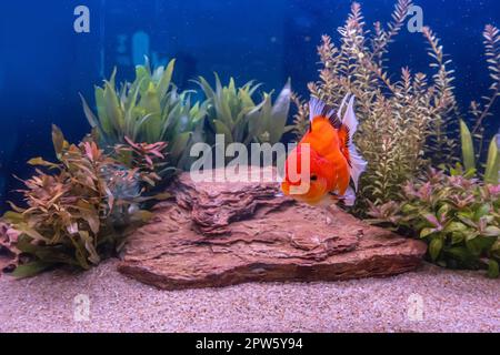 Le poisson rouge dans l'armoire sur fond de nature. Banque D'Images