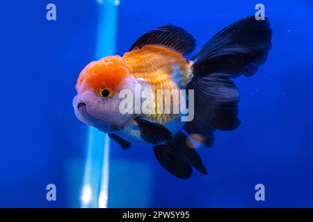 Les poissons rouges dans l'armoire sur fond bleu. Banque D'Images