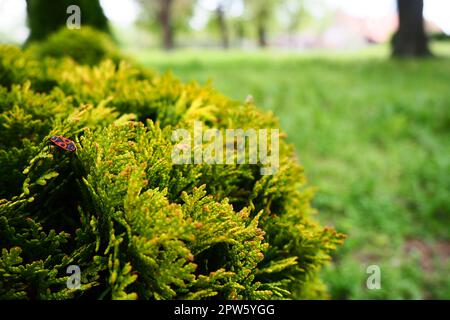 Le thuja cisaillé sur la pelouse. Façonner la couronne de thuja. Jardin et parc. Floriculture et horticulture. Aménagement paysager des zones urbaines et rurales. Jaune-gr Banque D'Images