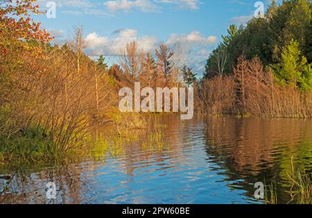 Une crique abritée en lumière du soir sur le lac Clark dans la région sauvage de Sylvania, au Michigan Banque D'Images