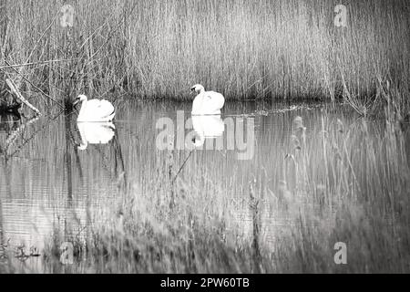 paire de cygnes, en noir et blanc, dans le parc naturel darss. temps d'accouplement des oiseaux. cygnes muets avec plumage blanc. photo d'animal dans la nature Banque D'Images