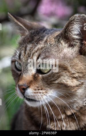 Un beau chat domestique rayé se trouve sur le sol. Gros plan du visage d'un chat. Banque D'Images