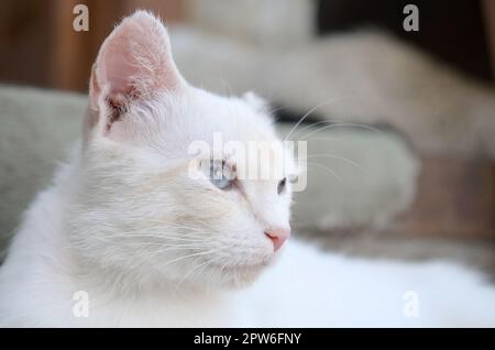 Un chat blanc pur avec les yeux bleu turquoise et rose oreilles défectueux à l'extérieur. Banque D'Images