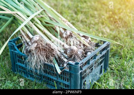 Des oignons verts fraîchement cueis avec des plumes épaisses provenant du jardin de près. Grand bouquet d'oignons épicés mûrs dans un panier en plastique bleu sur l'herbe. Croissance des plantes. V Banque D'Images