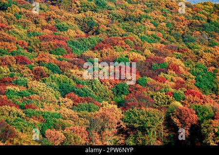 Vue à vol d'oiseau de la canopée d'arbres à feuilles caduques dans une forêt à feuilles caduques en automne Banque D'Images