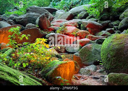 Pierres lumineuses colorées dans un ruisseau sur le sol de la forêt Banque D'Images
