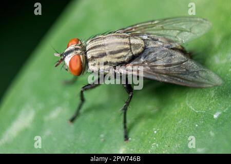 On peut trouver la mouche sur les feuilles dans les communautés qui ont des eaux usées. Banque D'Images