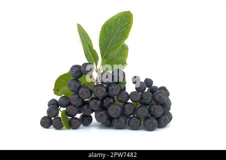 Aronia melanocarpa, appelé le chois noir isolé sur fond blanc Banque D'Images