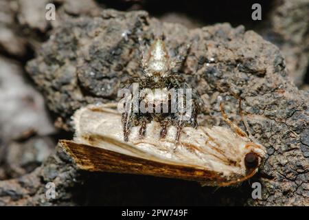 Les araignées sauteuses mangent est l'araignée la plus peuplée Banque D'Images