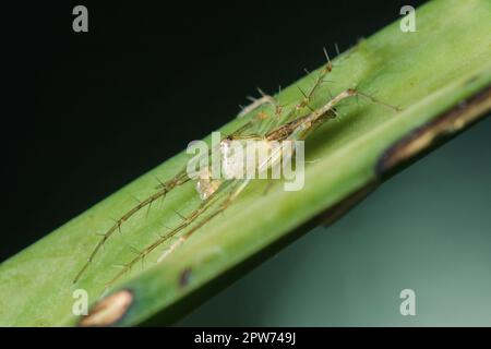 Oxyopes javanus Throll sur les feuilles peut sauter pour attraper la proie. Banque D'Images