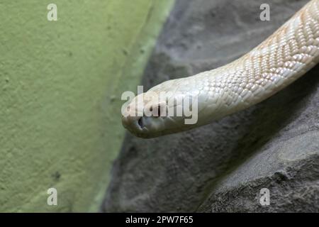 Un cobra blanc qui regarde à travers le placard en verre du zoo Banque D'Images